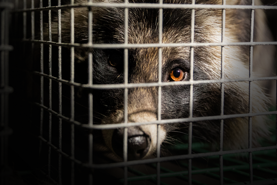 raccoon dog in fur trade