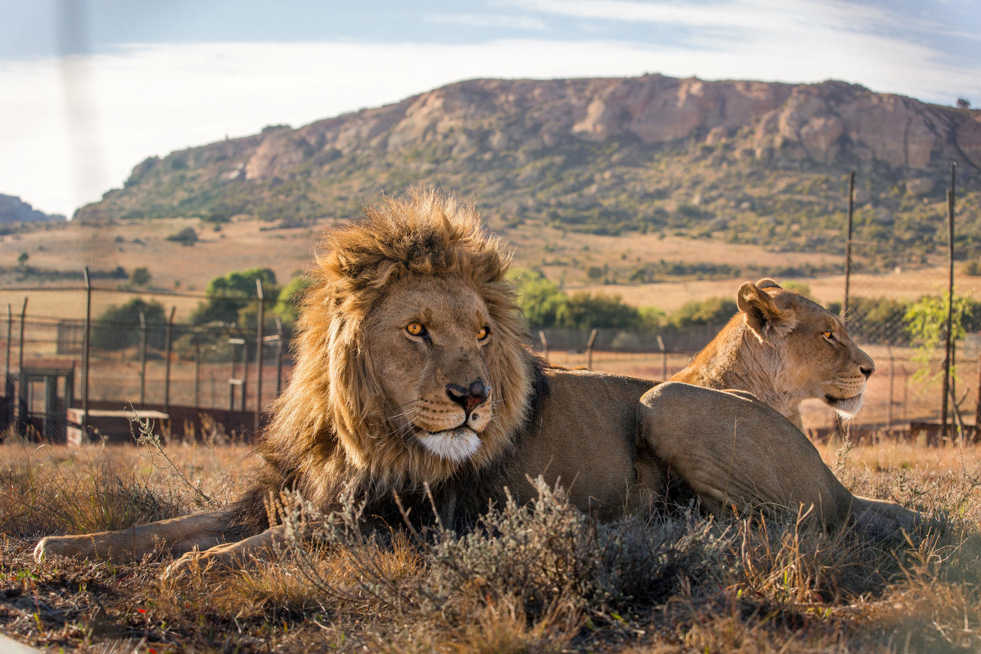Die Löwen Juba & Mica im Grosskatzen-Refugium LIONSROCK