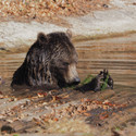 Braunbär Erich sitz im Teich. Er hält einen Fichtenzweig in seinen Vorderpfoten. Neben ihm ist ein Floß.