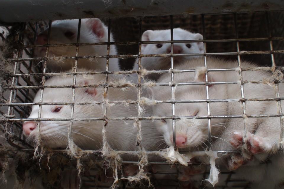 Minks in fur farms