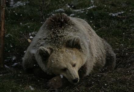 Un ours brun sous la neige durant les mois d'hiver