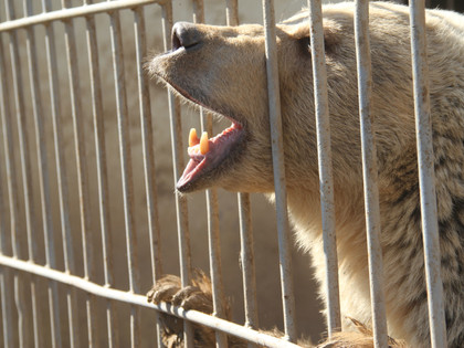 Un ours en cage