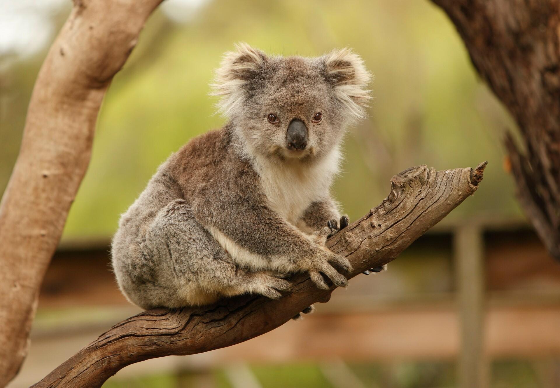 Australia's animals and the threat of bushfires - FOUR PAWS Australia -  Animal Welfare Charity
