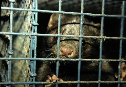Mink in a cage