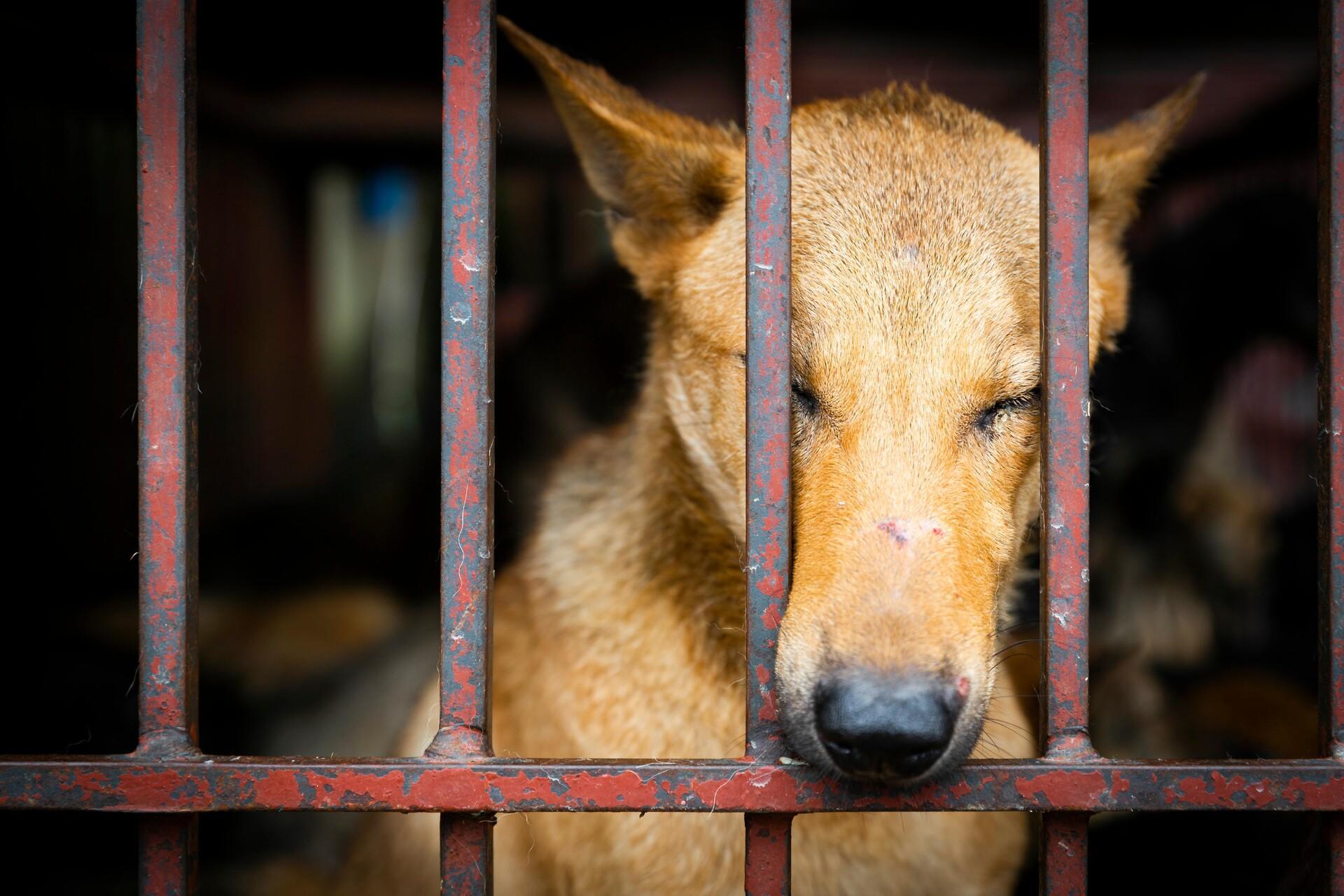 Un chien désolé dans une cage