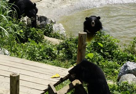 Bears at BEAR SANCTUARY Ninh Binh