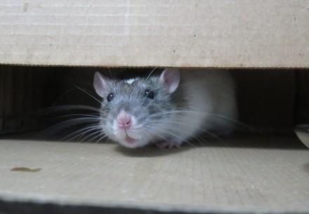 Rat peering out of a box