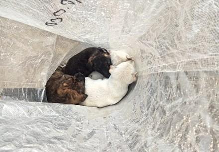 Vier honden in een zak