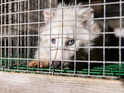 sad raccoon dog in a fur farm