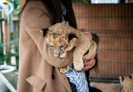 lion cub mishandled