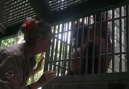 Orangutan Robin underwent surgery at FOUR PAWS FOREST SCHOOL