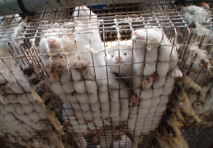 Minks in a cage on a fur farm