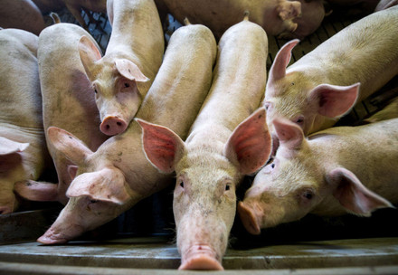 Pigs at factory farming