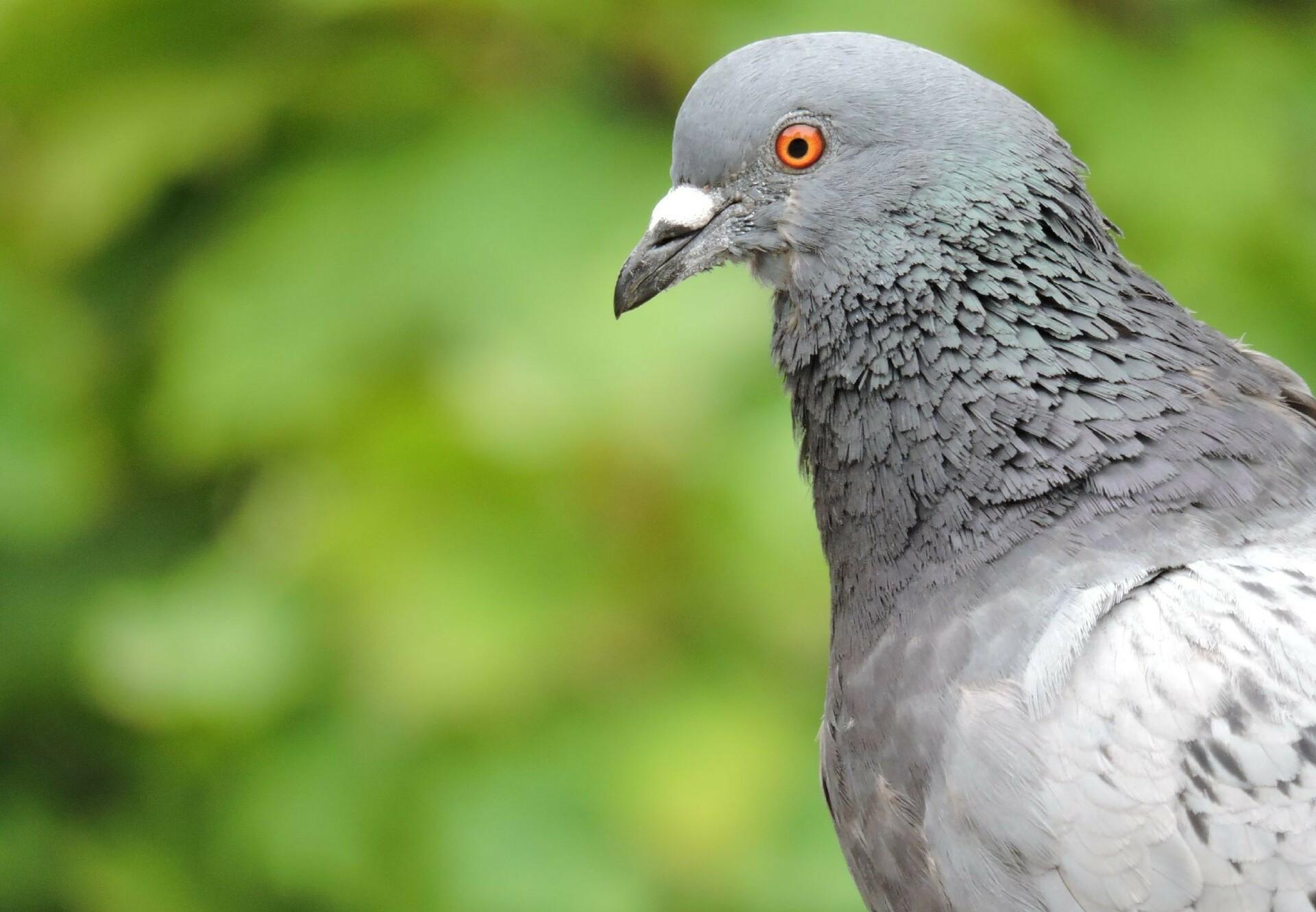Geplooid paddestoel Goederen Animal-Friendly Pigeon Repellent - FOUR PAWS International - Animal Welfare  Organisation