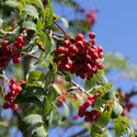 Red berries and green leaves of a sorb. Blue sky in the background.
