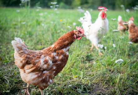 Un demi-million de poules pondeuses saines seront tuées en Suisse après Pâques