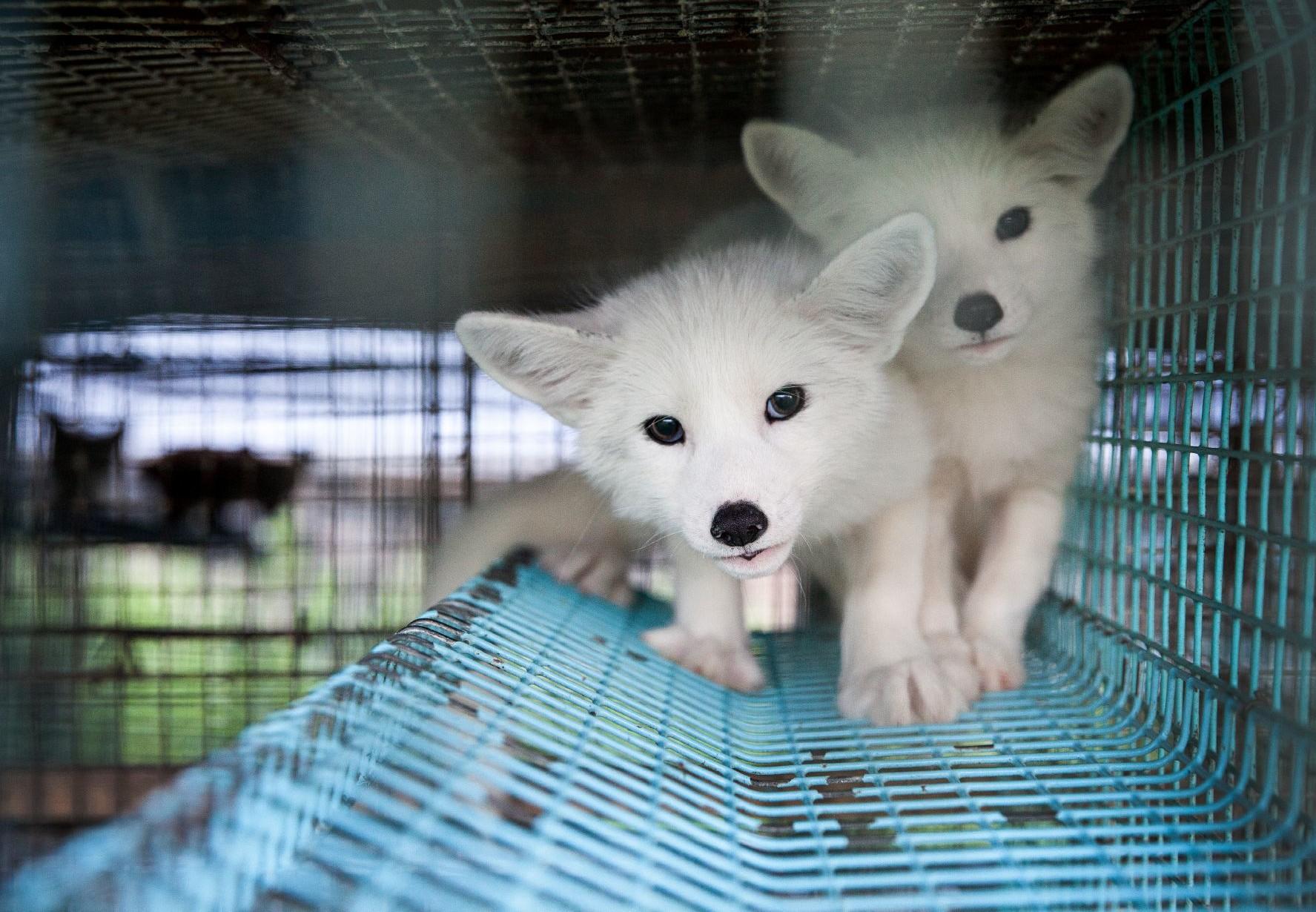 Animals used for fur - FOUR PAWS International - Animal Welfare Organisation