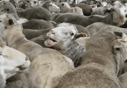Sheep in live export