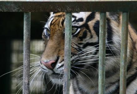 Tigerhandel in Indonesien