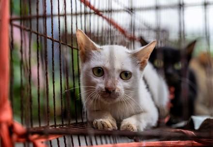 Cats in a cage at a slaughterhouse