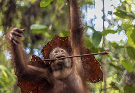 Orangutan Tegar at FOREST SCHOOL