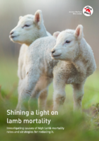 Lamb Mortality Briefing Paper