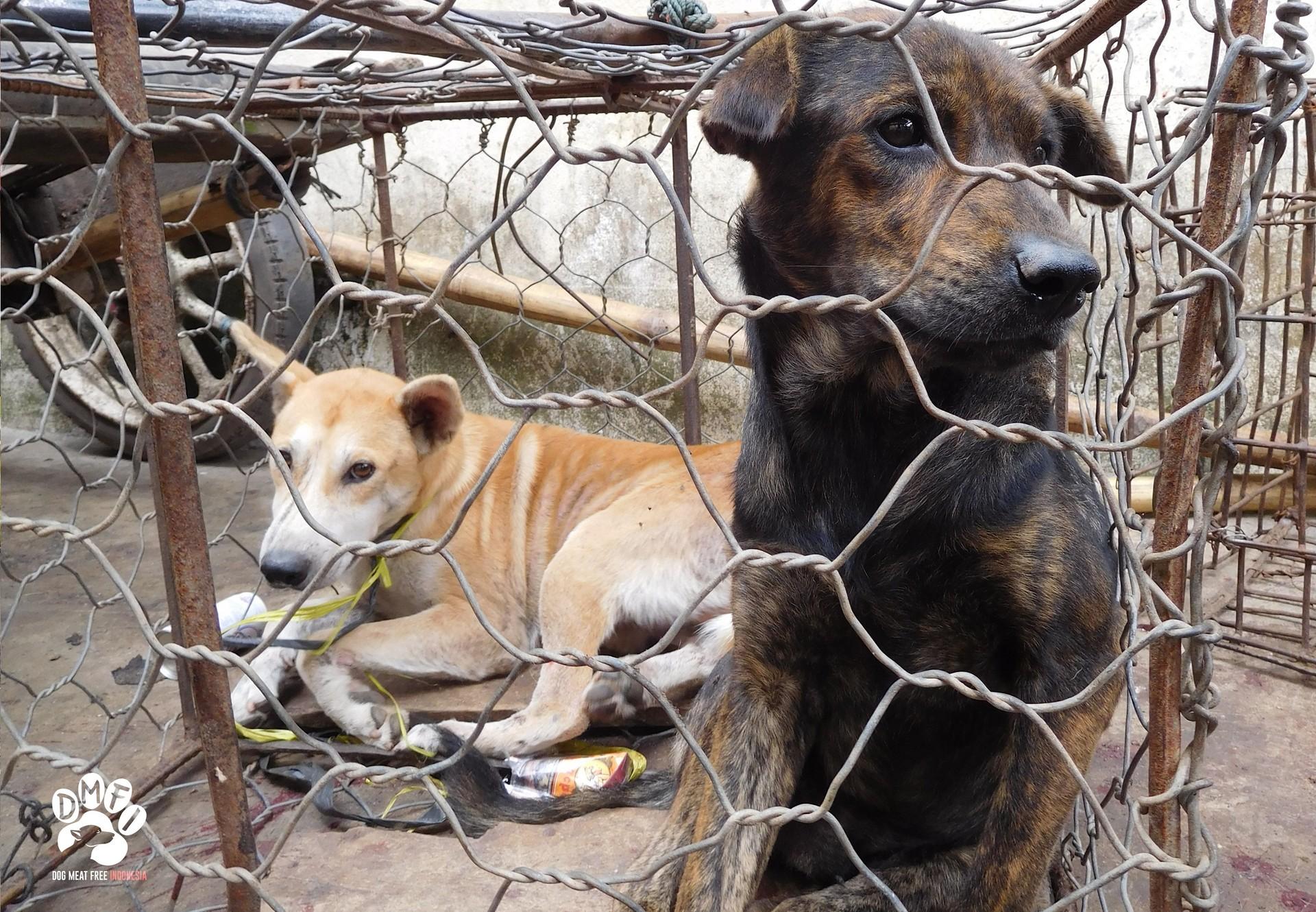 Dog Trafficker in Indonesia Sentenced to Record Jail Term - FOUR PAWS  International - Animal Welfare Organisation