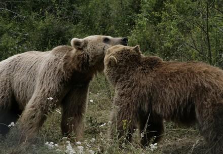 zwei Bären bei der Sozialisierung