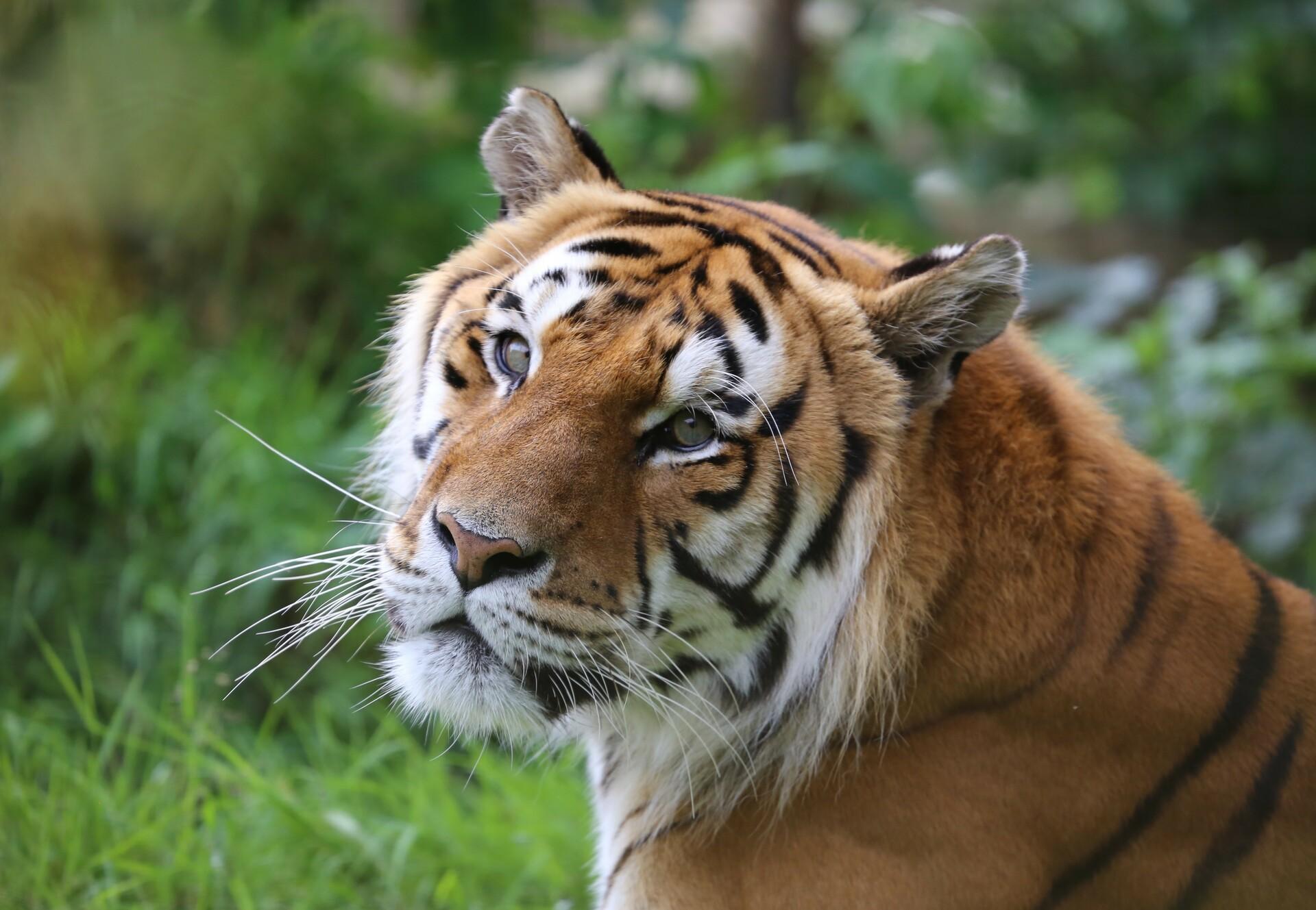 Take Action for Big Cats - FOUR PAWS in US - Global Animal Protection  Organization