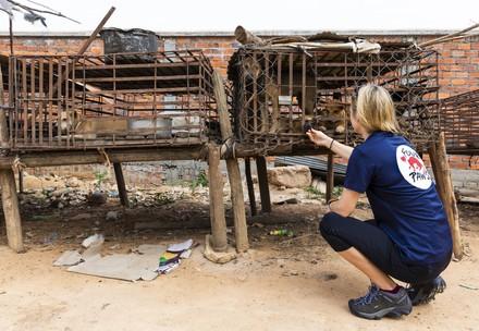Ein Hundeschlachthaus in Kambodscha