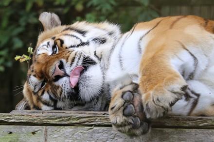 Tiger laying down