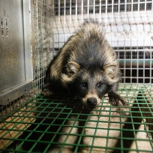 Fur Bans - FOUR PAWS International - Animal Welfare Organisation