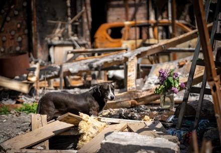 Собака в зруйнованому місті Буча, Україна 