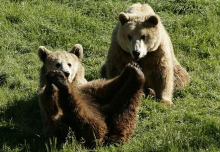 Happy rescued bears in FOUR PAWS sanctuary