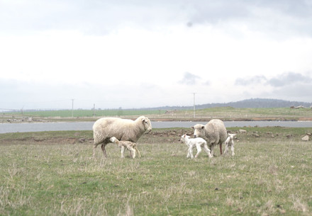 Lamb mortality footage from Australia published by CFJ