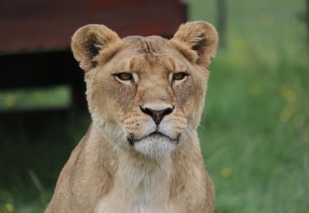 Lioness at LIONSROCK 