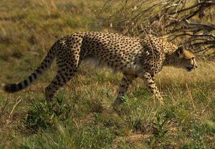 Cheetah walking in the veld