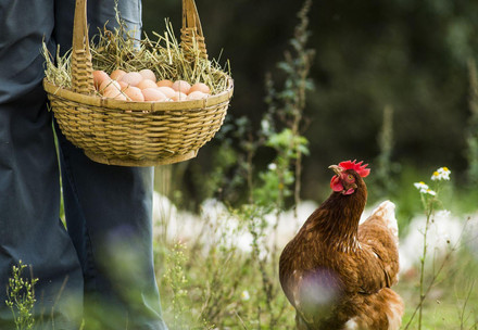 10 choses à savoir sur les poules