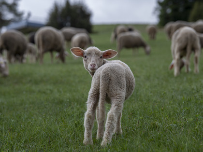 Lamb looking backwards in a field