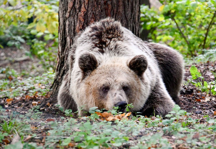 Brown bear Dushi lays on the forest floor near a tree
