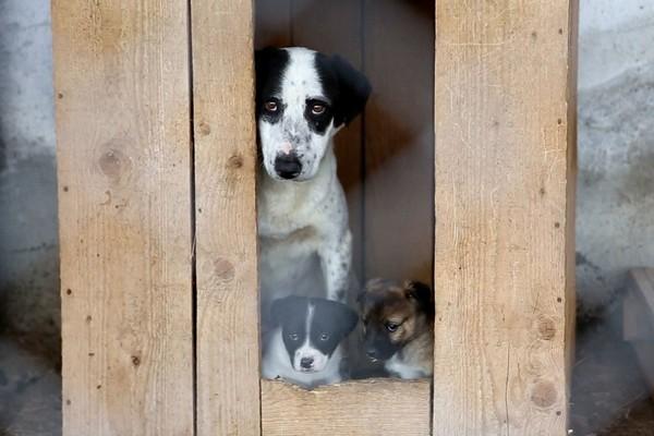 Hund und Welpen im Tierheim