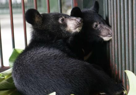 Les oursons ont été detenus dans une minuscule cage