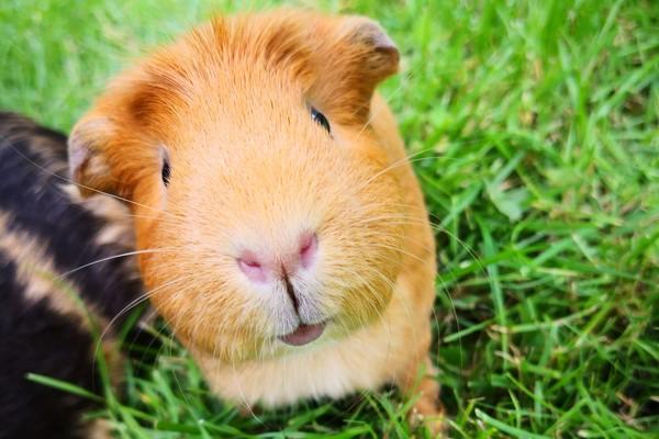 Smiling guinea pig