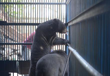 Bile bear caged in a bile bear farm