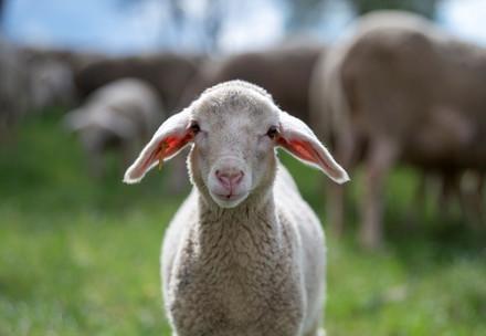 Lamb on a field