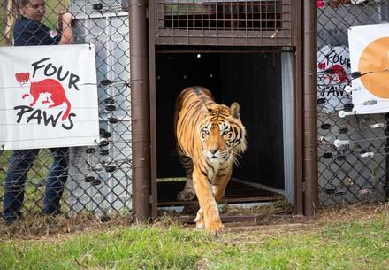 tiger being released to sanctuary