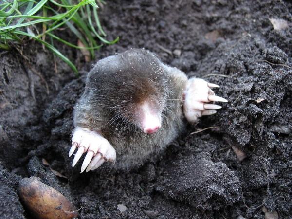The Mole: An Underground Guest - FOUR PAWS International - Animal Welfare  Organisation