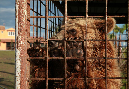 Bear in a cage in Albania