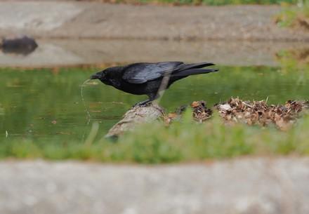 A crow drinking water at BEAR SANCTUARY Arbesbach