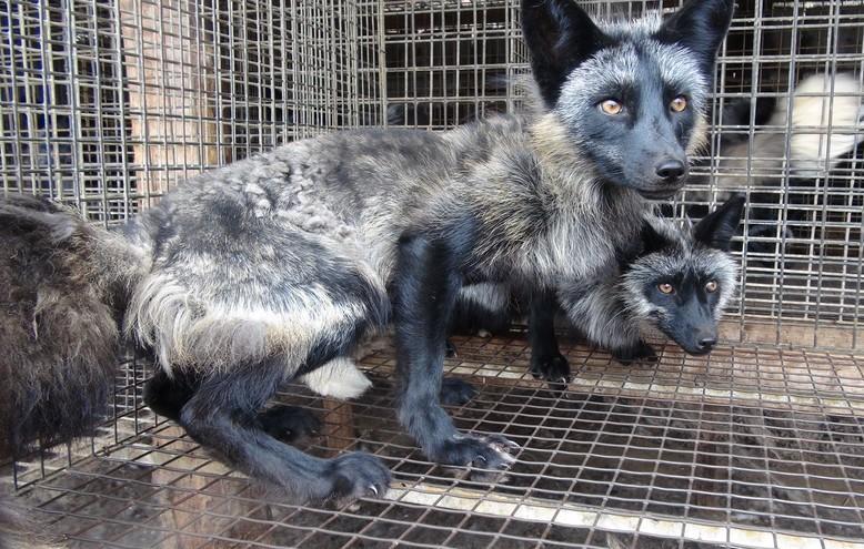 For Fur Animals Abused Fashion, What Animals Are Used For Fur Coats